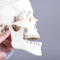 A dentist holding a synthetic scull showing TMJ (temporomandibular joints)